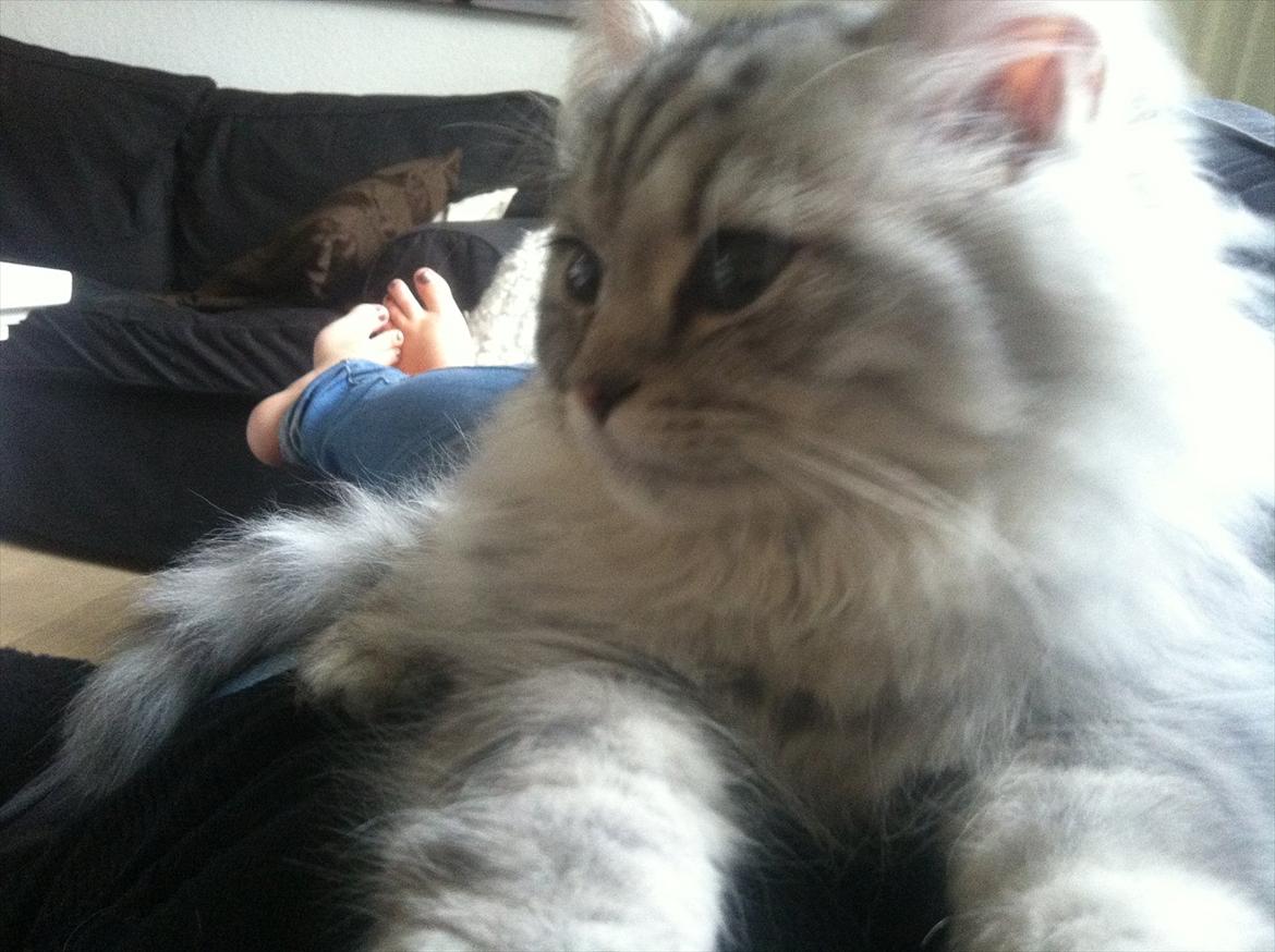 Blanding af racer Alba billede 2