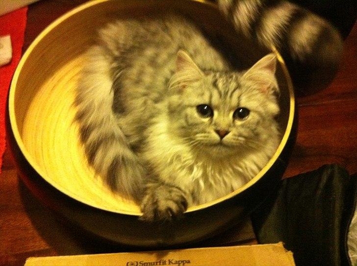 Blanding af racer Alba billede 11