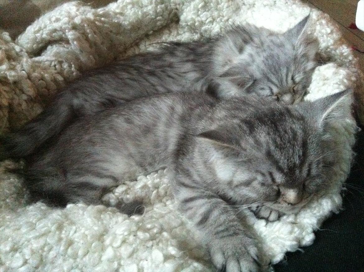 Blanding af racer Alba billede 12