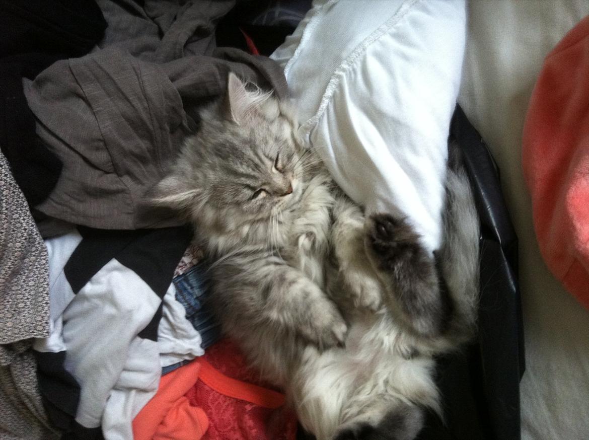 Blanding af racer Alba billede 13