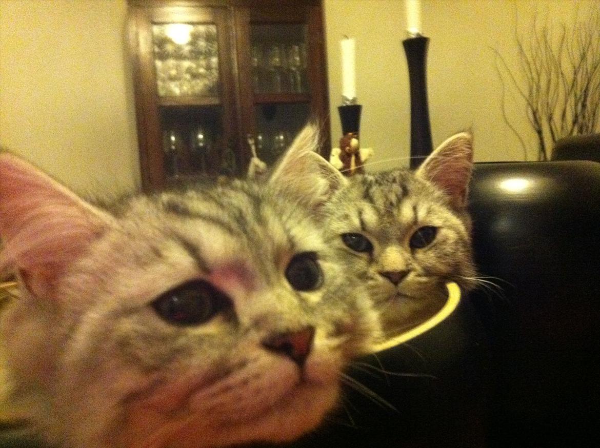 Blanding af racer Alba billede 14