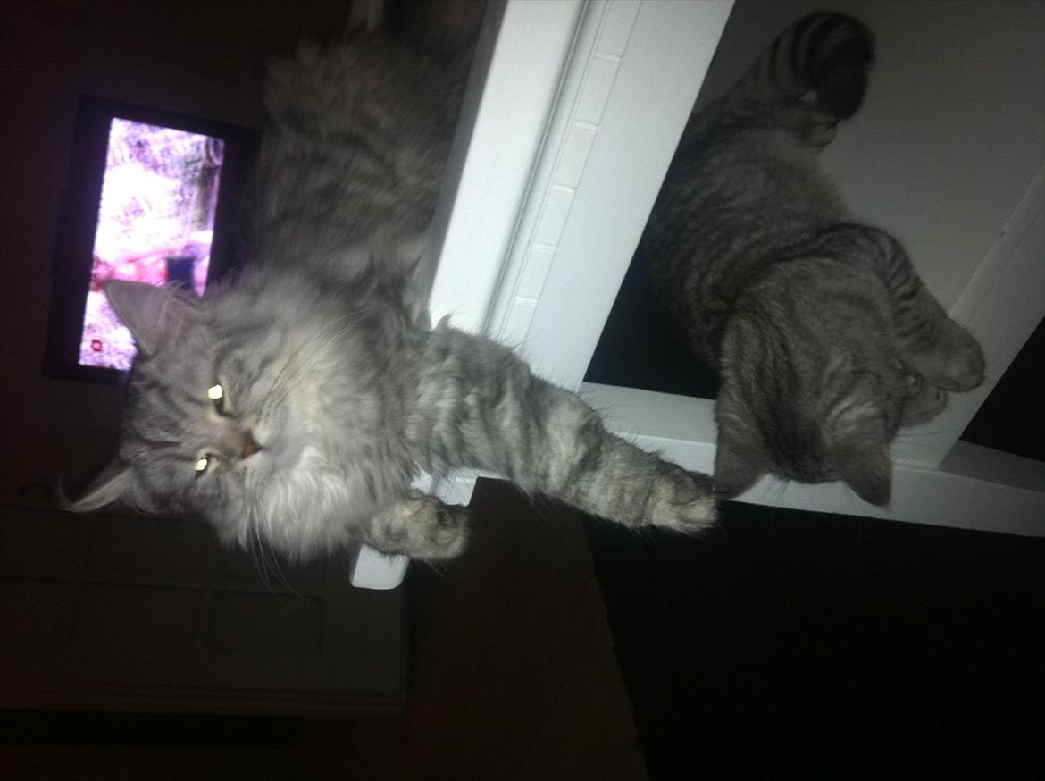 Blanding af racer Alba billede 15