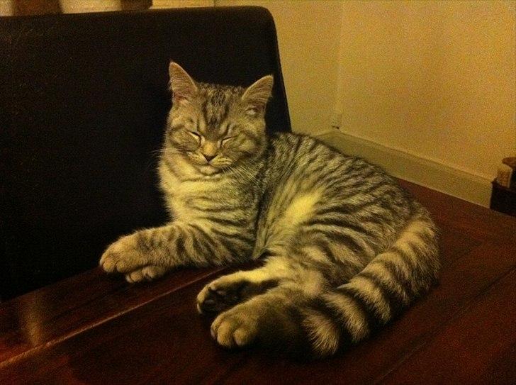 Blanding af racer Boris billede 14