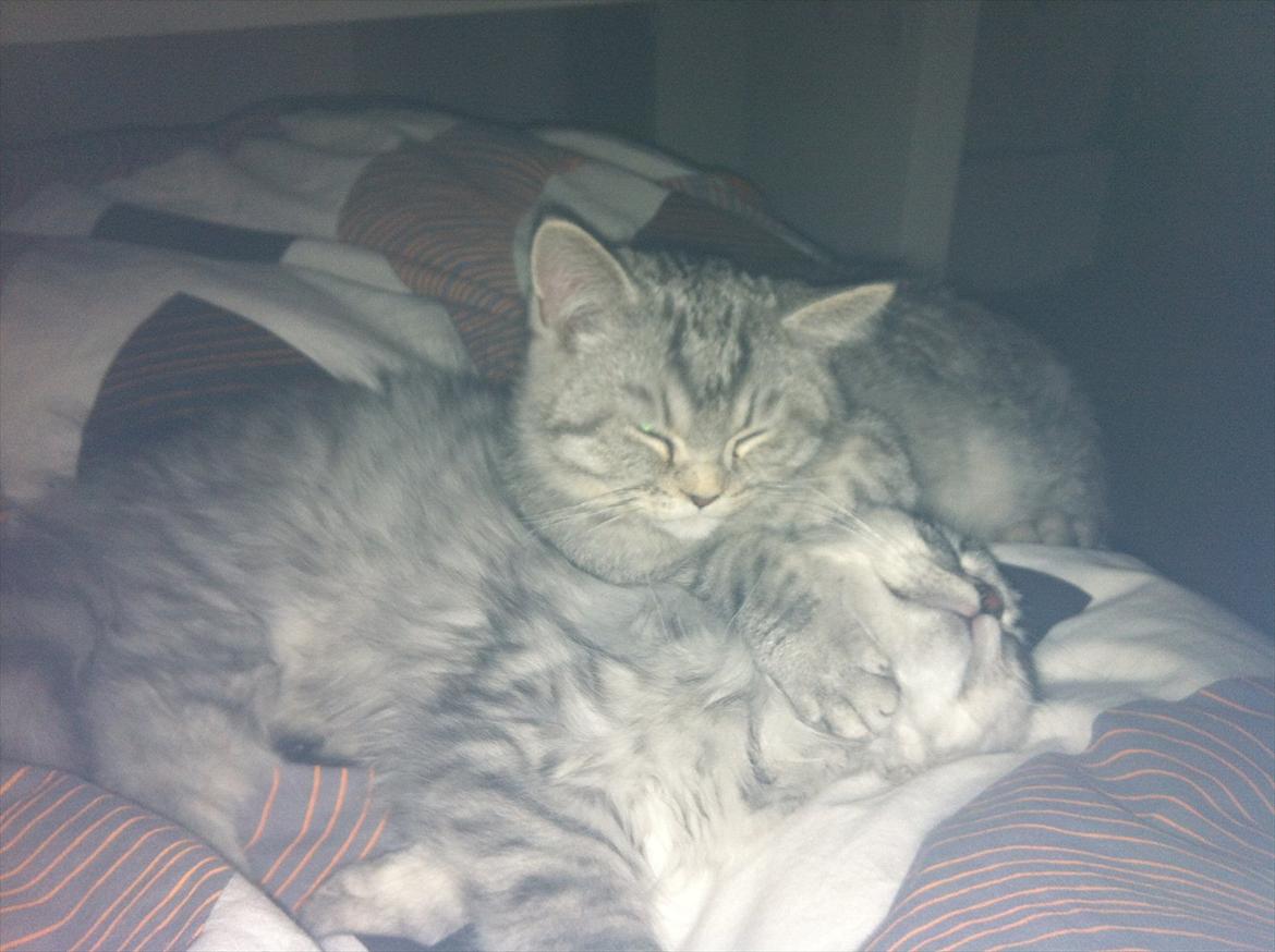 Blanding af racer Boris billede 15