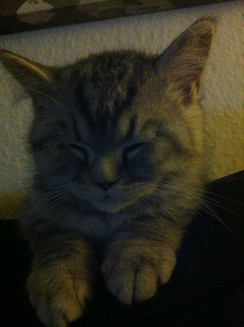 Blanding af racer Boris billede 16