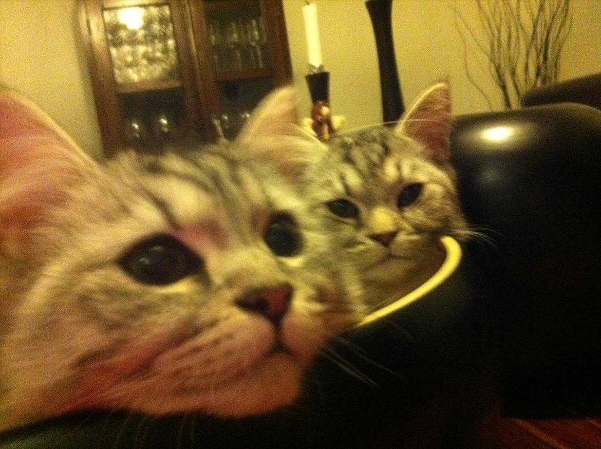 Blanding af racer Boris billede 17