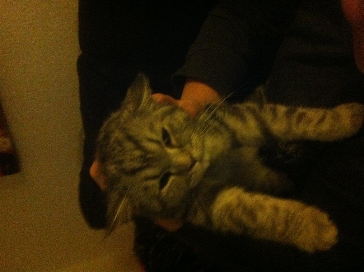 Blanding af racer Boris billede 18