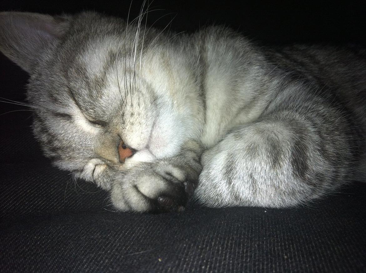 Blanding af racer Boris billede 19