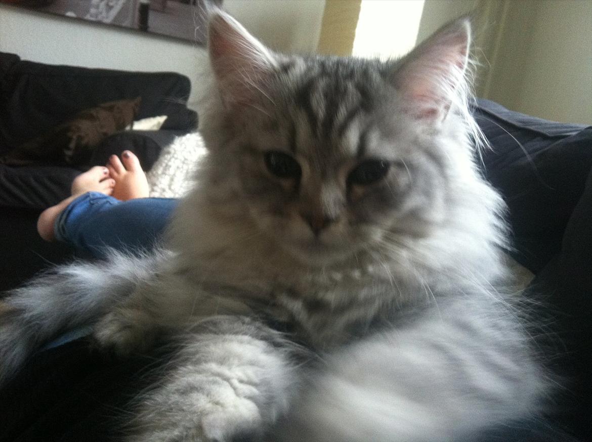 Blanding af racer Alba billede 1