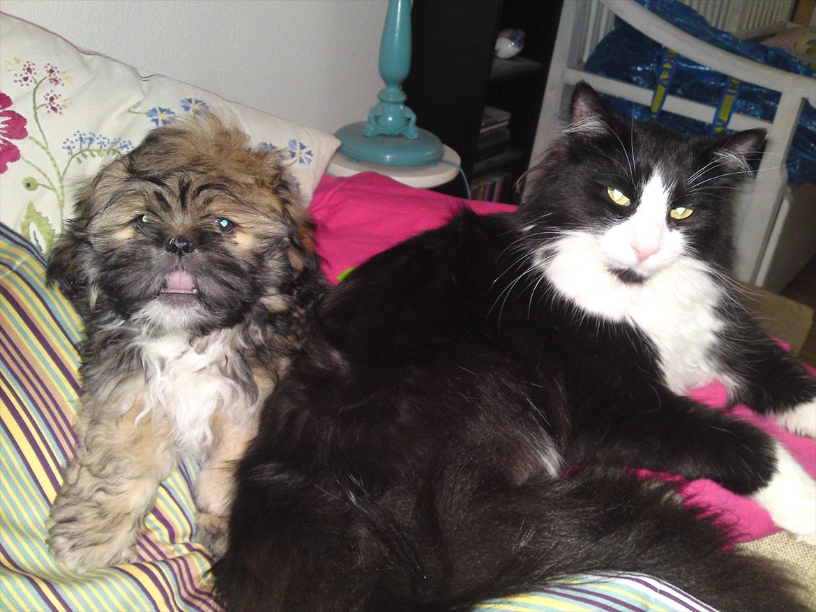 Norsk Skovkat Thomas - Thomas og hans veninde Carla :) billede 14