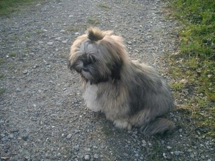 Norsk Skovkat Thomas - Thomas bedste veninde Carla...:) billede 15