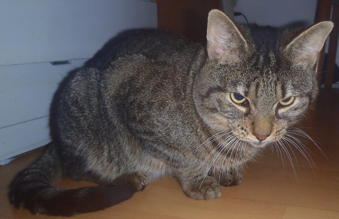 Huskat Bobba billede 10