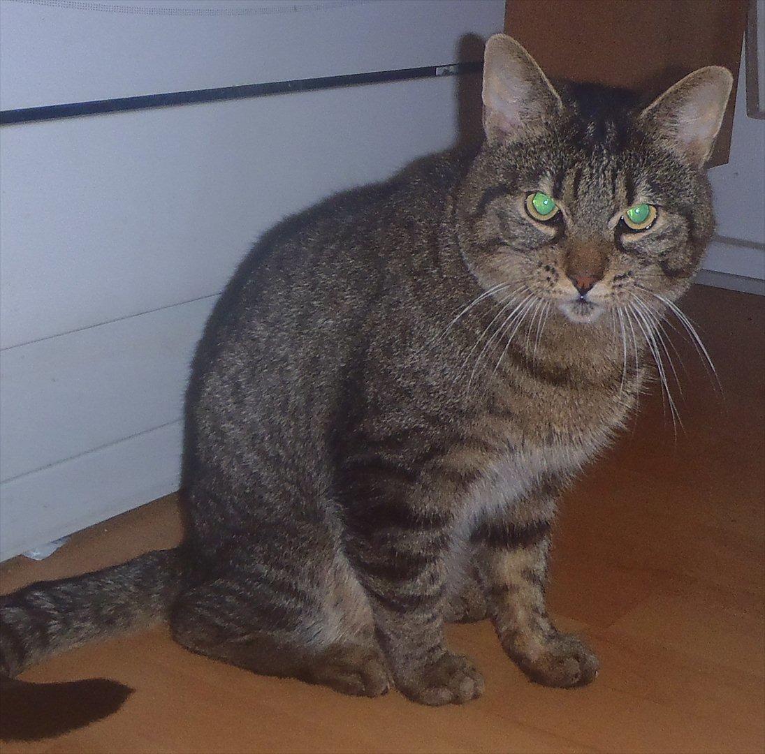 Huskat Bobba billede 11