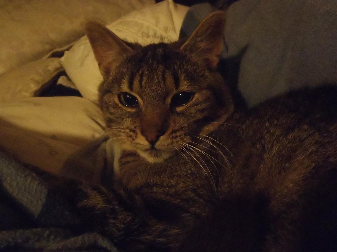 Huskat Bobba billede 12