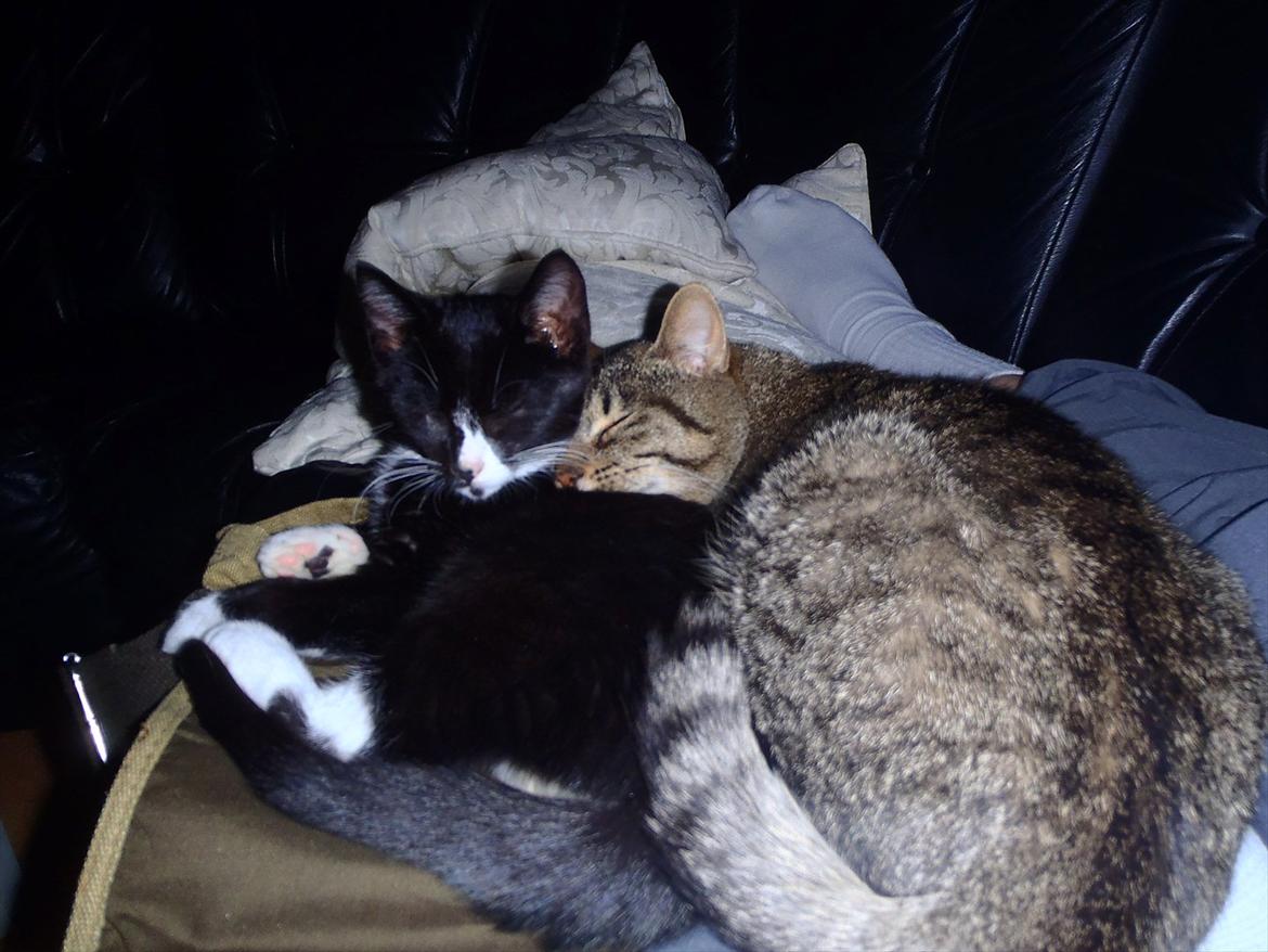 Huskat Bobba billede 13