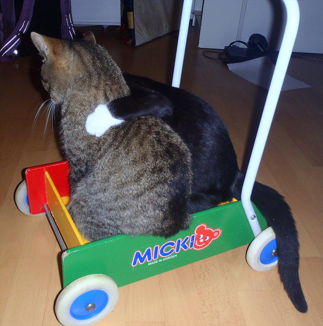 Huskat Bobba billede 14