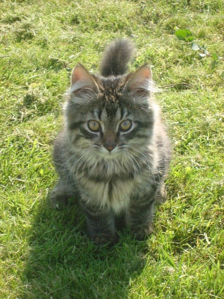 Blanding af racer Bamse  Savnet ;( billede 1