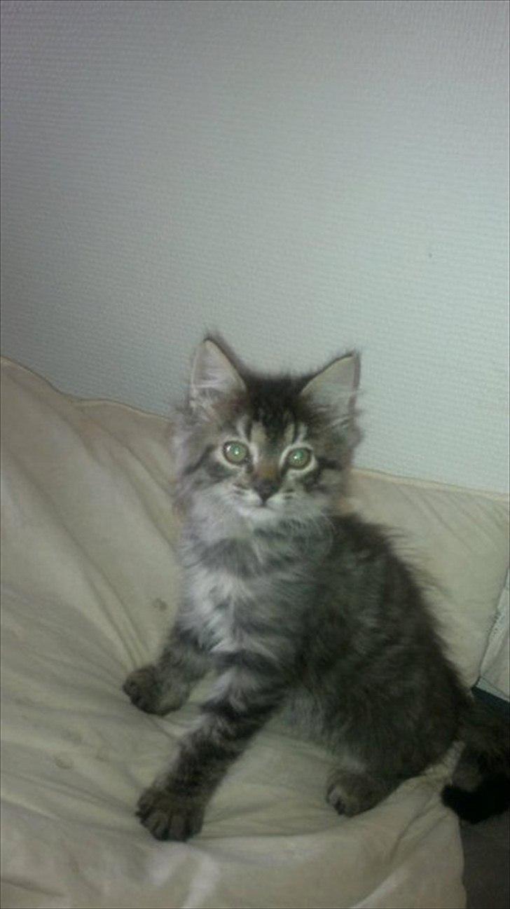 Blanding af racer Bamse  Savnet ;( billede 2