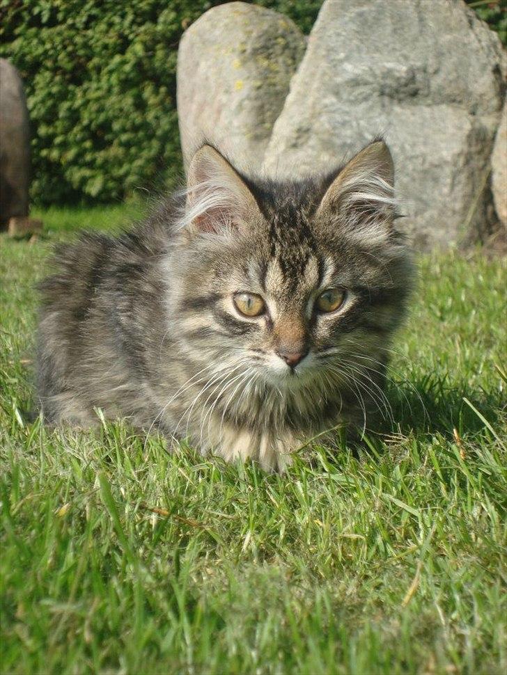 Blanding af racer Bamse  Savnet ;( billede 3