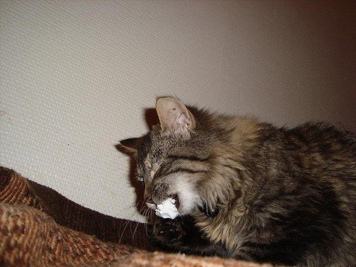 Blanding af racer Bamse  Savnet ;( billede 4