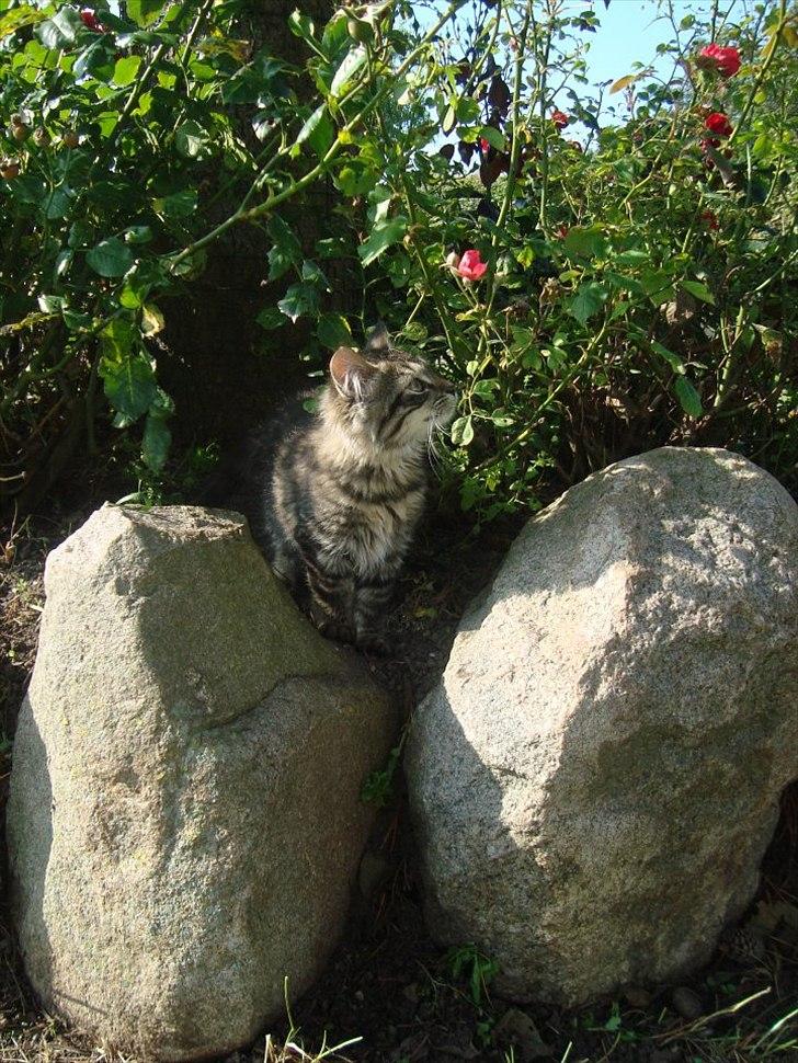 Blanding af racer Bamse  Savnet ;( billede 5