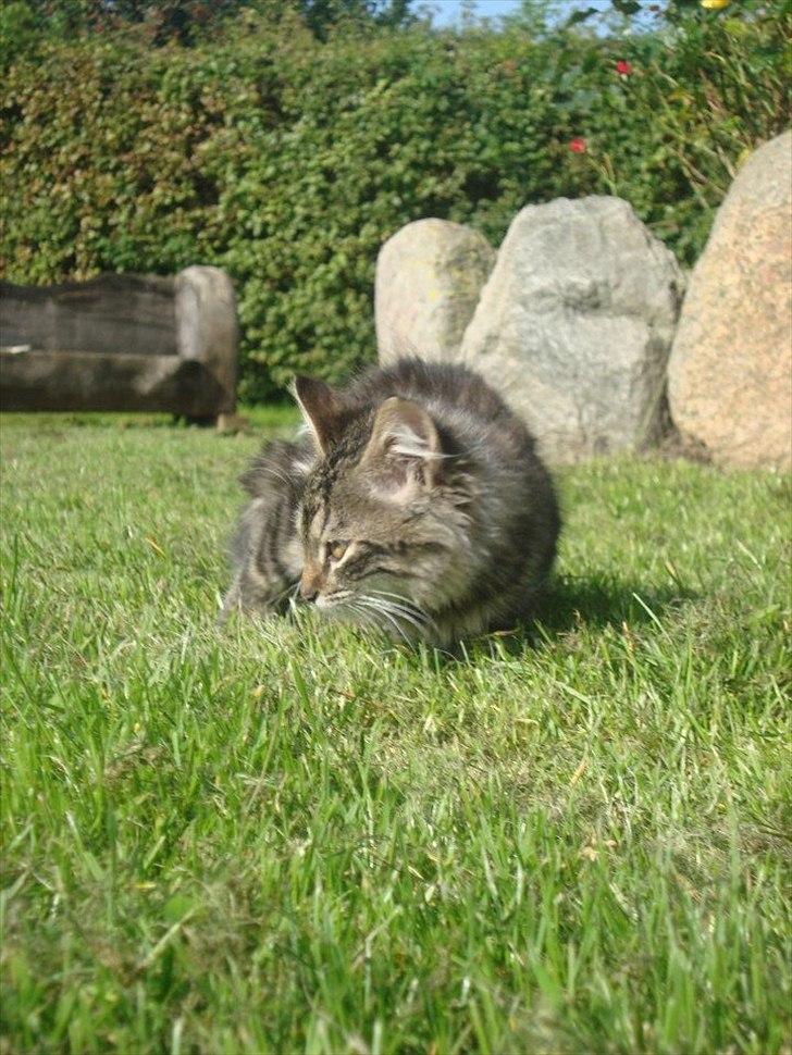 Blanding af racer Bamse  Savnet ;( billede 6