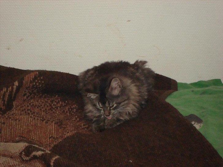 Blanding af racer Bamse  Savnet ;( billede 7