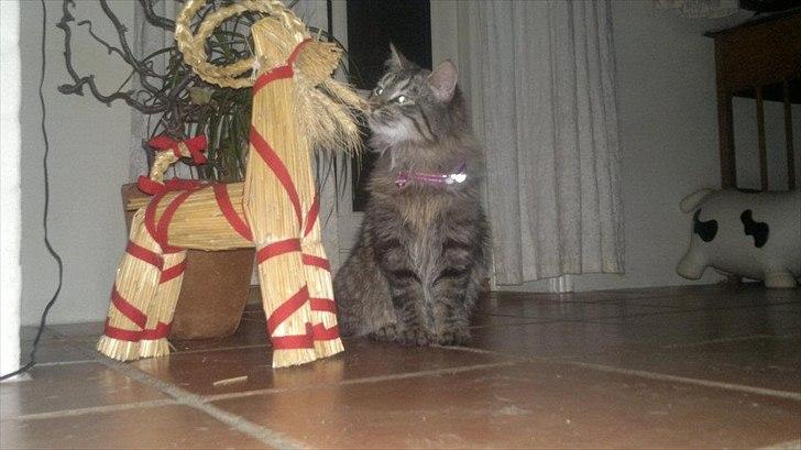 Blanding af racer Bamse  Savnet ;( billede 8