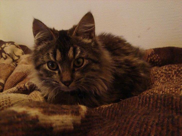 Blanding af racer Bamse  Savnet ;( billede 9