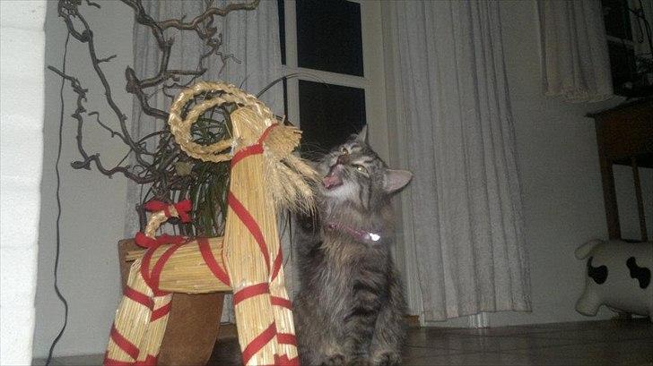 Blanding af racer Bamse  Savnet ;( billede 10