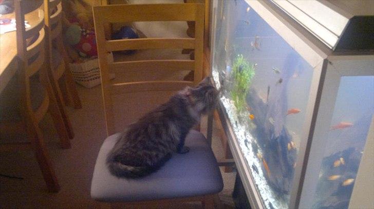 Blanding af racer Bamse  Savnet ;( billede 11