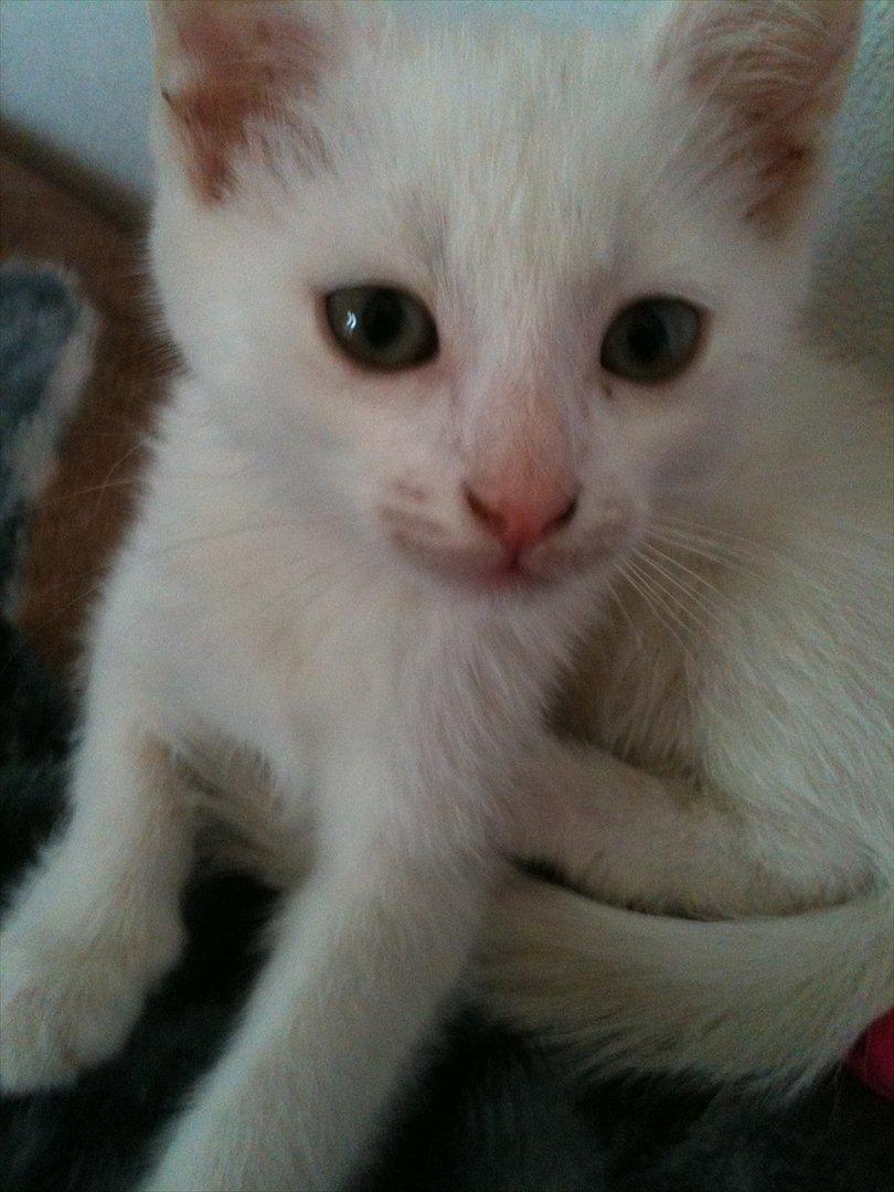 Huskat Cornelius billede 6