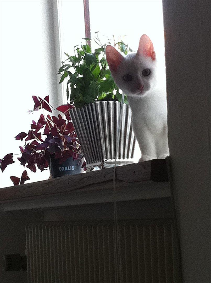 Huskat Cornelius billede 7