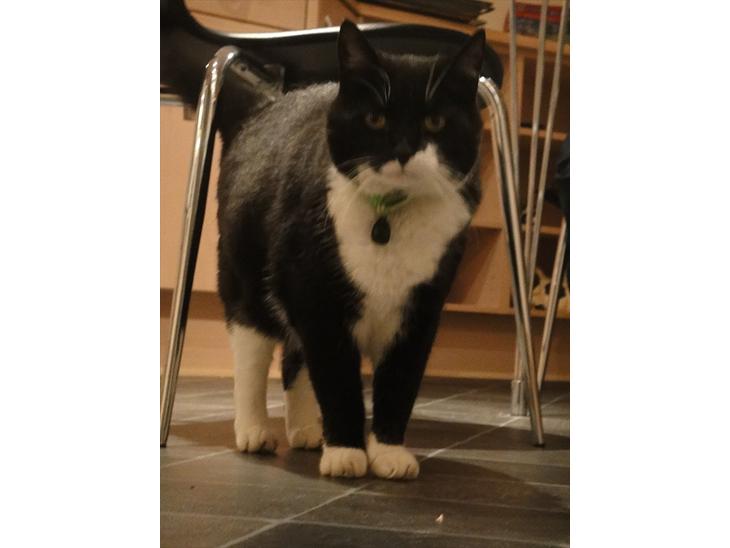 Huskat Sylvester - årh ;) billede 1