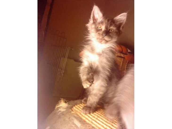 {{currentPhoto.altText}} billede {{currentPhoto.number}}