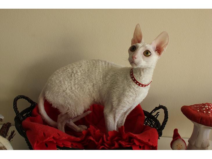 Cornish Rex DK Felis Schwencke Eowyn *Baby Boogie* - Velkommen til min profil <3
- Og glædelig jul til alle :)
*28 November 2011* billede 1