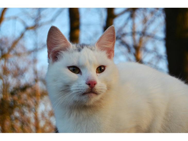 Huskat VIKTORIA. - miaw for en lækkerbisken, læg gerne en kommentar og bedømmelse ;-). billede 1