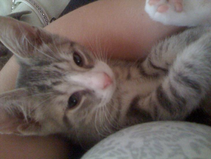 {{currentPhoto.altText}} billede {{currentPhoto.number}}