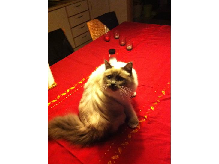 {{currentPhoto.altText}} billede {{currentPhoto.number}}