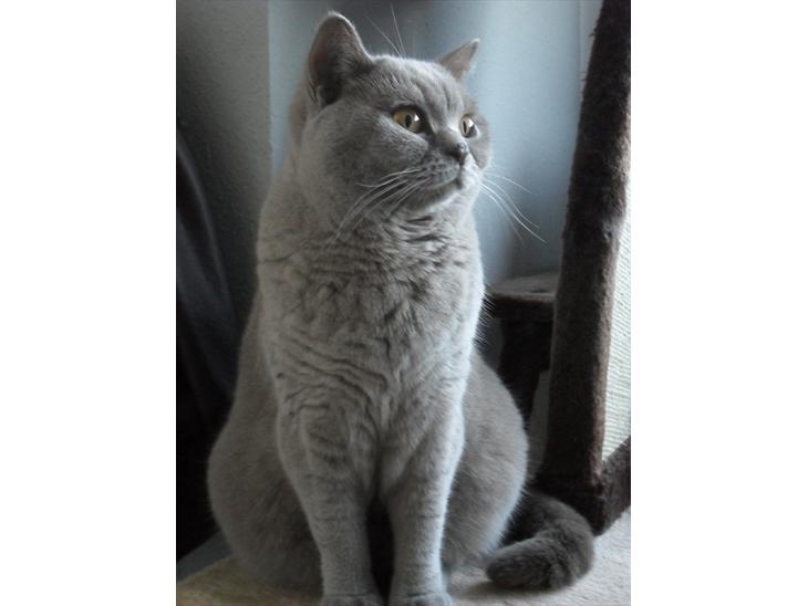 British Shorthair Wilfrida billede 1