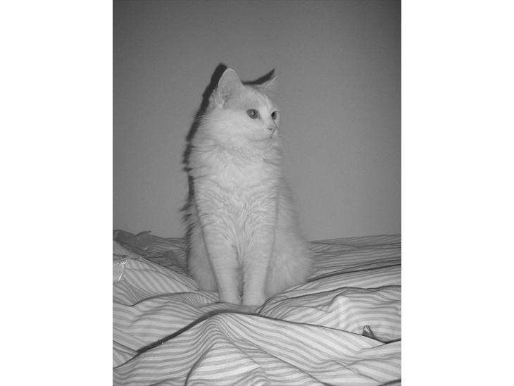 Tyrkisk Angora Eros - Eros billede 1