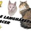 De langhårede racer