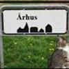 Århus-katte