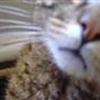 Sjove-Katte