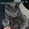 Os med de dejlige runde katte...:D