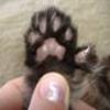 Polydactyle katte