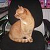 Ugens Kat
