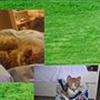 Månedens kat (Trækkes hver måned)