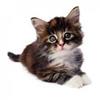 Ugens kat! <3
