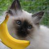 Katte sammen med bananer